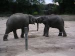 2010-08-22-11-59h-hh-zoo-hagenbeck-nicolle-christian-037-dimage-xt