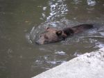 2010-08-22-13-37h-hh-zoo-hagenbeck-nicolle-christian-050-dimage-xt