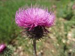 2012-05-23-15-54h-frankreich-provence-hochzeitsreise-214