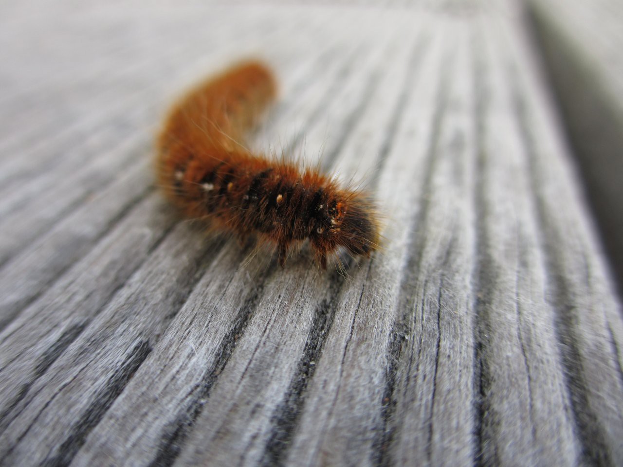 Christian hat sich seiner Leidenschaft, der Insektenfotografie hingegeben.... .