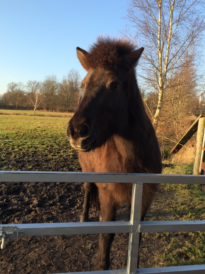 2014-01-01-14-18h-norderstedt-skila-031