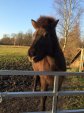 2014-01-01-14-18h-norderstedt-skila-031