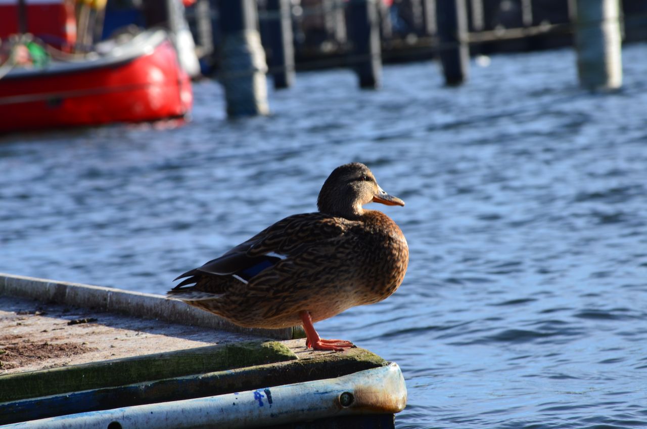 2015-02-08  12-31h  Timmendorfer Strand  029
