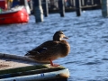 2015-02-08  12-31h  Timmendorfer Strand  029